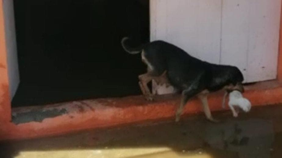 Perrita puso a salvo a sus cachorros para que no murieran ahogados, tras inundaciones en Tabasco