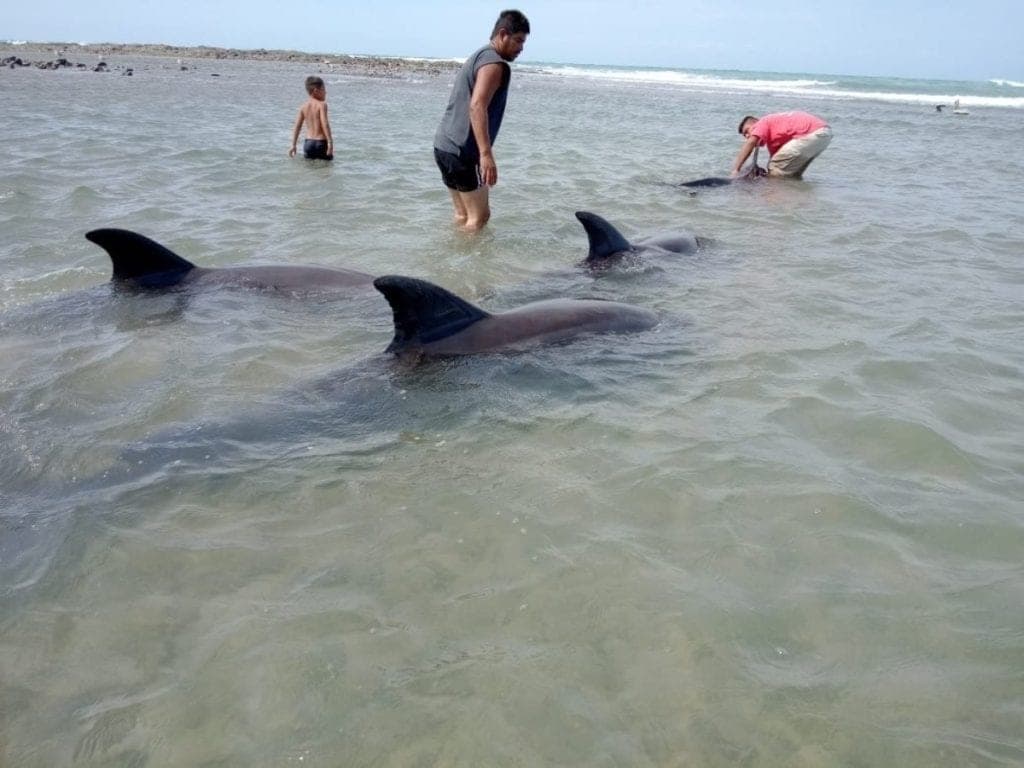 Comunidad pesquera rescata a delfines varados en la playa de Puerto Lobos, Sonora