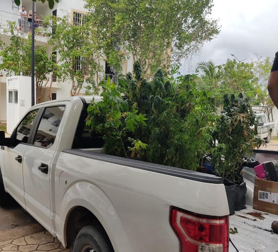 Clausuran vivero clandestino de cannabis en Playa del Carmen