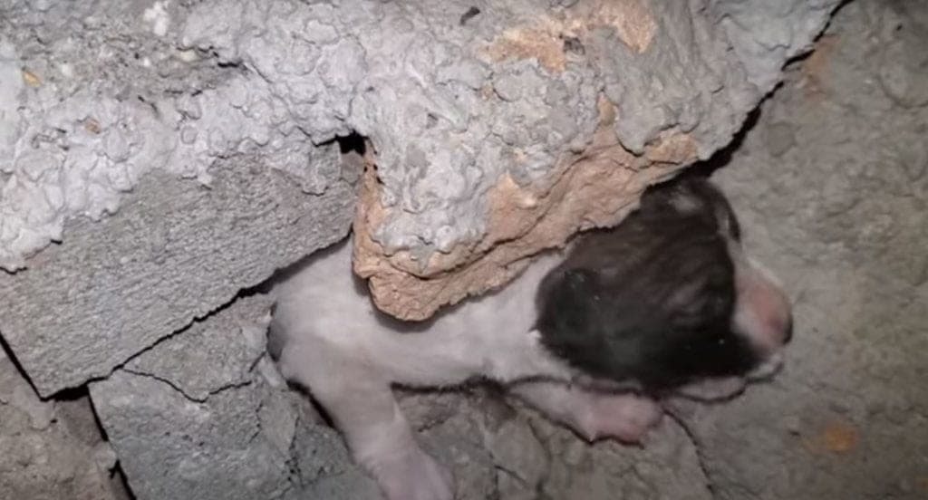 Video: Rescatan a perrito atrapado dentro de una pared, oían llantos