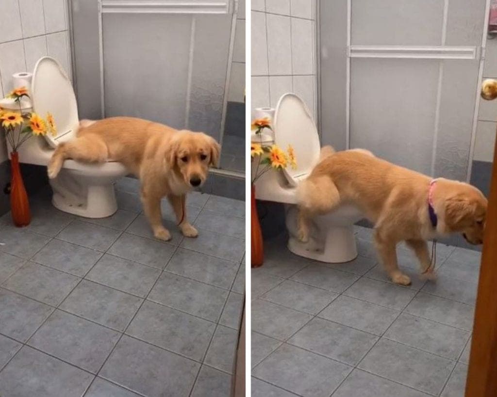 Video: Perrito va al baño como si fuese un humano y se hace viral
