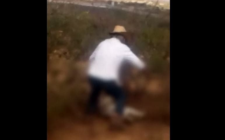 Hombre golpea brutalmente a perrita con un palo de madera, presentarán denuncias
