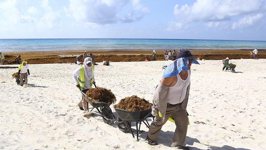 ¿Será mejor el 2021? Advierten mayor recale de sargazo para Quintana Roo