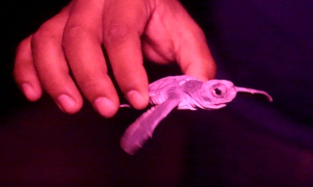 El 2020 también trajo sorpresas ¡Como un récord de anidación de tortugas marinas en Cancún!