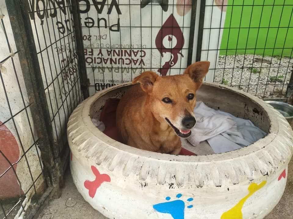 Animalistas piden a viajeros de Cancún a Canadá, ayudar a trasladar perritos varados