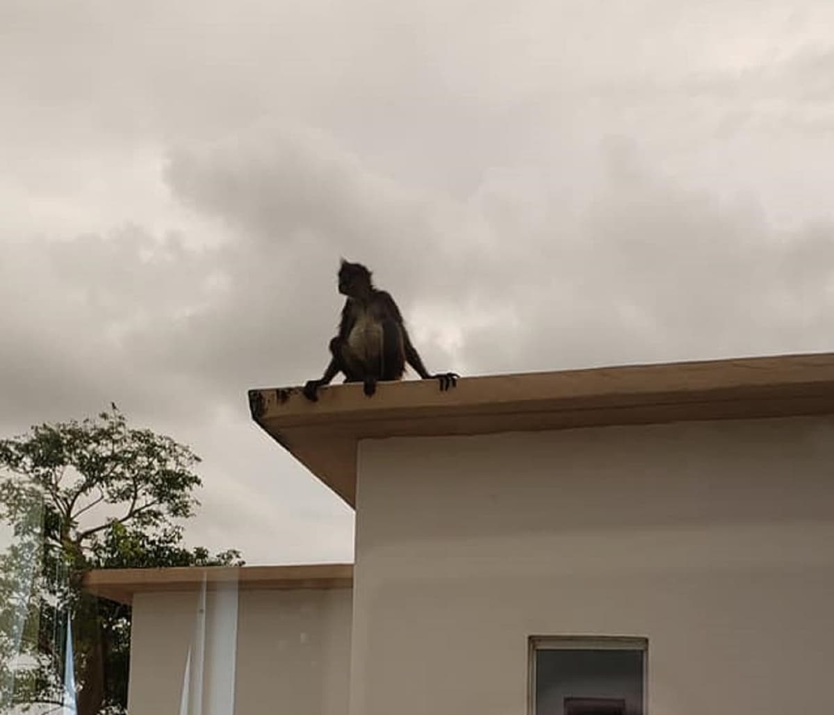 Retratan a tiernos monos sobre los techos en Puerto Morelos
