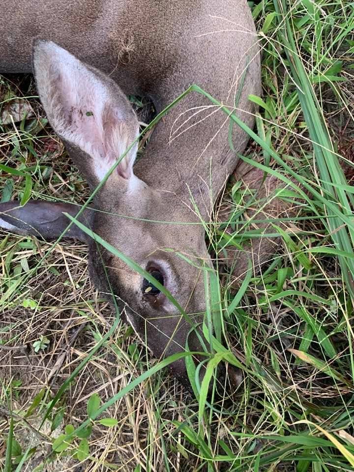 Muere atropellado venado cola blanca en Playa del Carmen