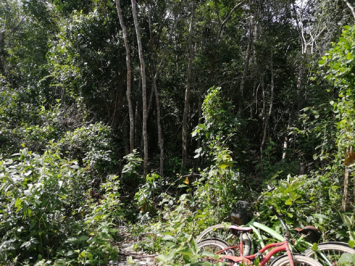 Hallan cráneo humano entre la selva, en Tulum