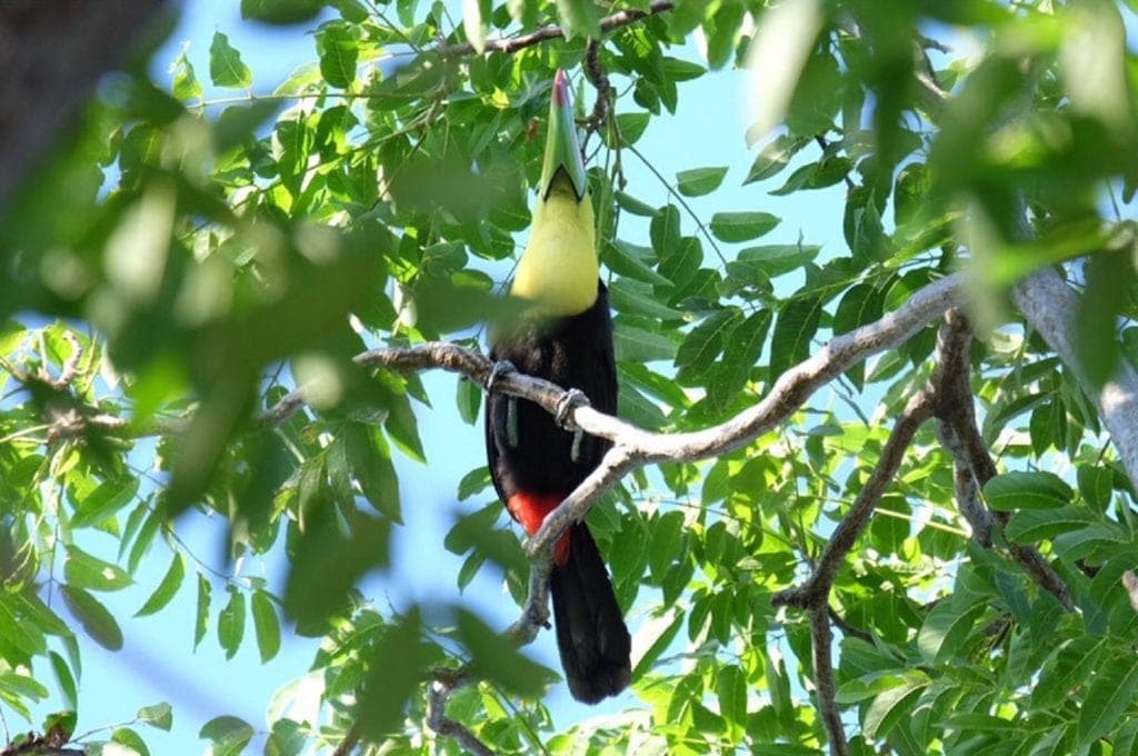 ¡Coloridos cancunenses! Retratan a al menos ocho tucanes en la ciudad