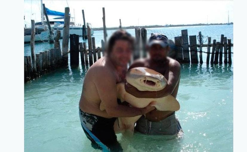 Exigen cierre de restaurante por usar tiburones como atracción turística