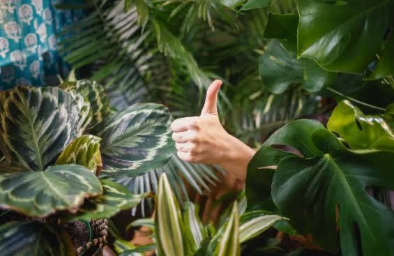 Las plantas llegaron para quedarse: la pandemia llenó de verde el interior de las casas