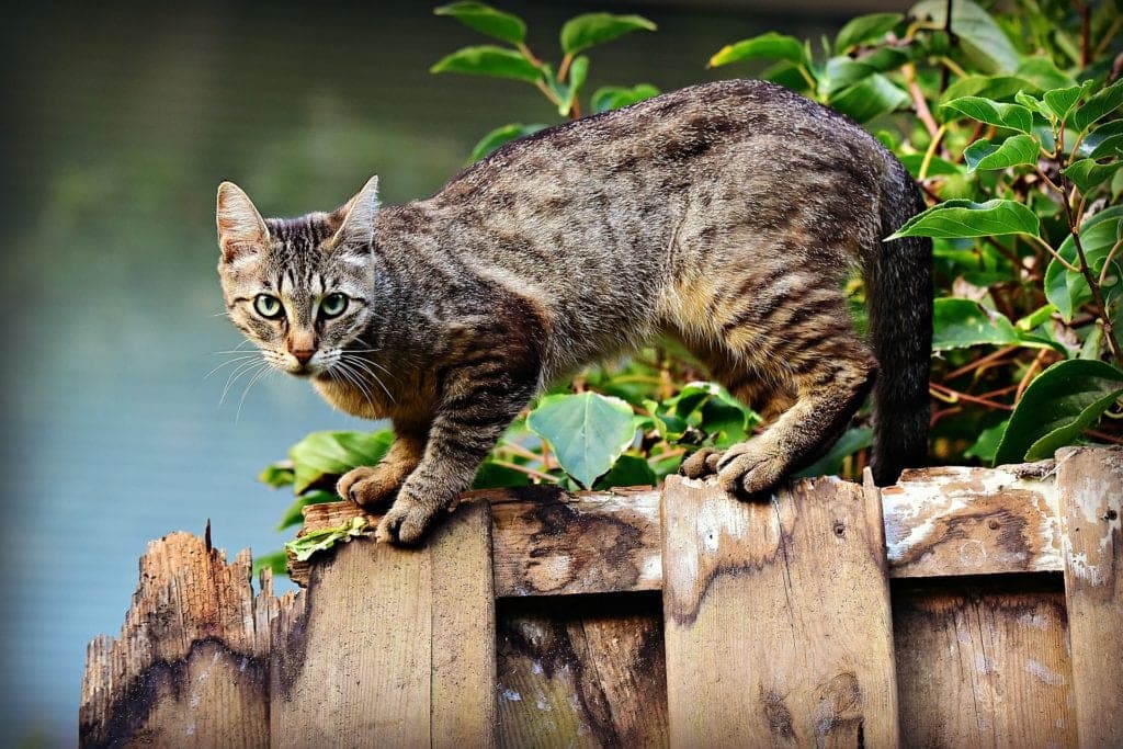 ¡Lamentable! Australia prepara exterminio de gatos para que no acaben con la fauna salvaje