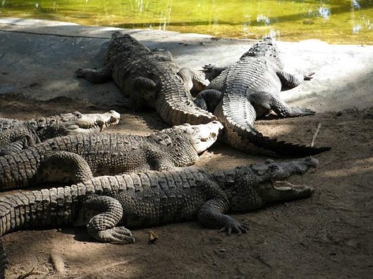 "Secuestran" a cocodrilos al tomar instalaciones de Crococun; cumplen una semana sin comer