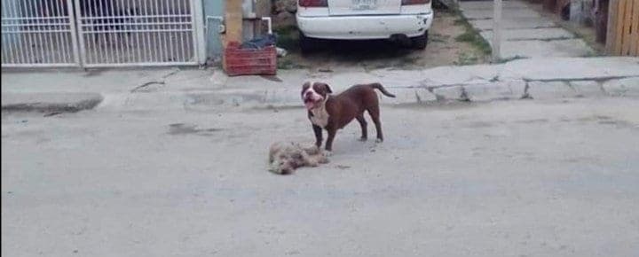 Pitbull ataca a perra viejita y la deja gravemente herida
