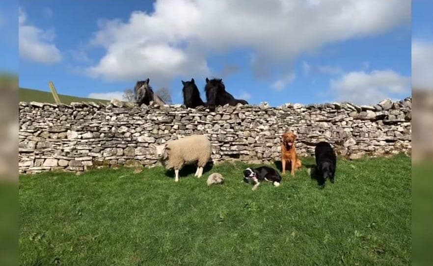 VIDEO: Ella es Bella, una oveja convencida de que es un perro