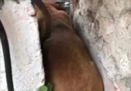 Jefes de la CFE, zona Mérida, presuntamente mandan a envenenar a animales callejeros