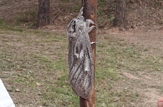 Fotos: Encuentran extraña polilla gigante en un campo, tiene el tamaño de una mano