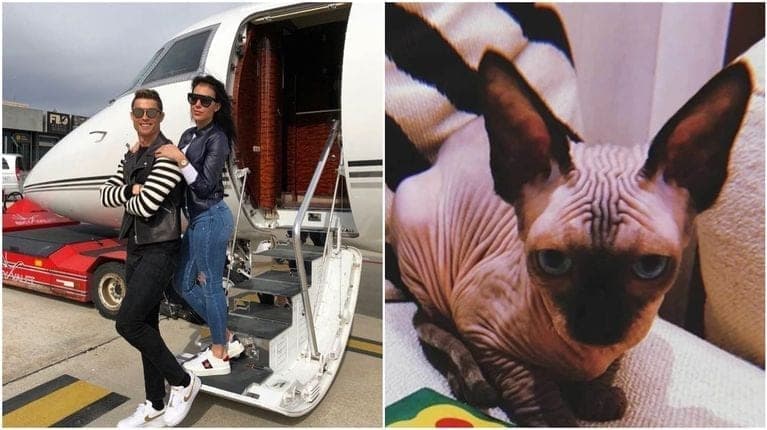FOTOS: Trasladan al gato de Cristiano Ronaldo en jet privado tras ser atropellado