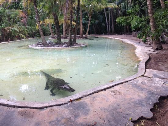 Despojan el zoo "Croco-Cun" y secuestran animales exóticos