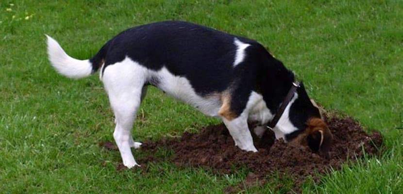 Unos perros hallan el cráneo de una persona detrás de un Kínder