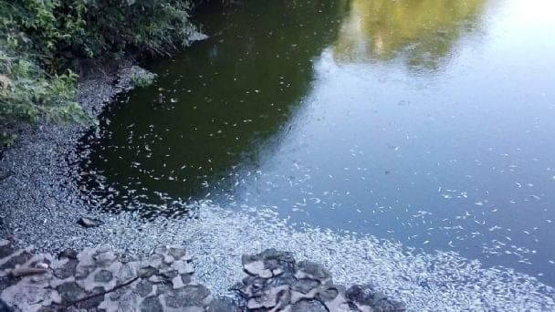 ¿Ecocidio? Aparecen peces muertos en arroyo de Bacalar, población alarmada