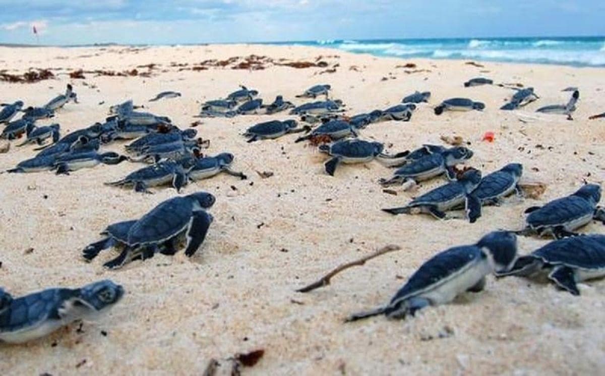 Xcacel-Xcacelito, 23 años de ser el Santuario de la tortuga marina