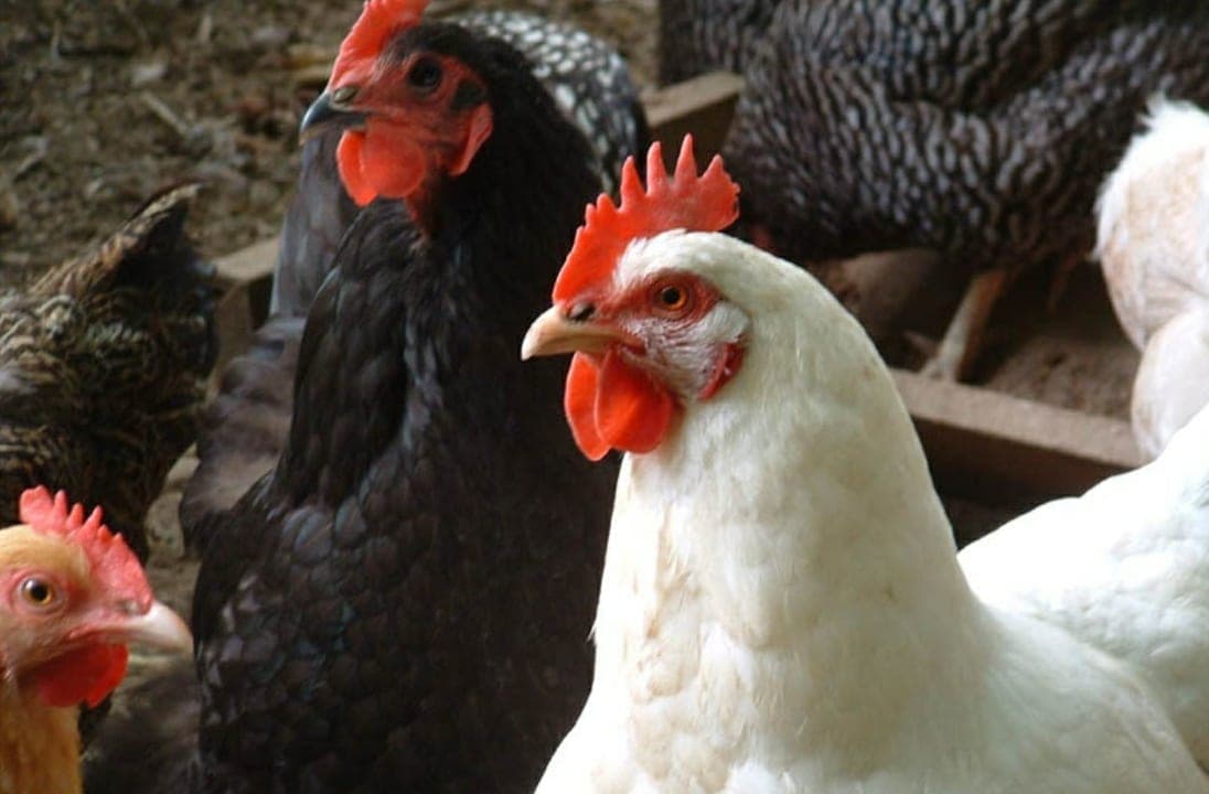 Detectan primeros casos de transmisión de gripe aviar H5N8 a humanos en Rusia