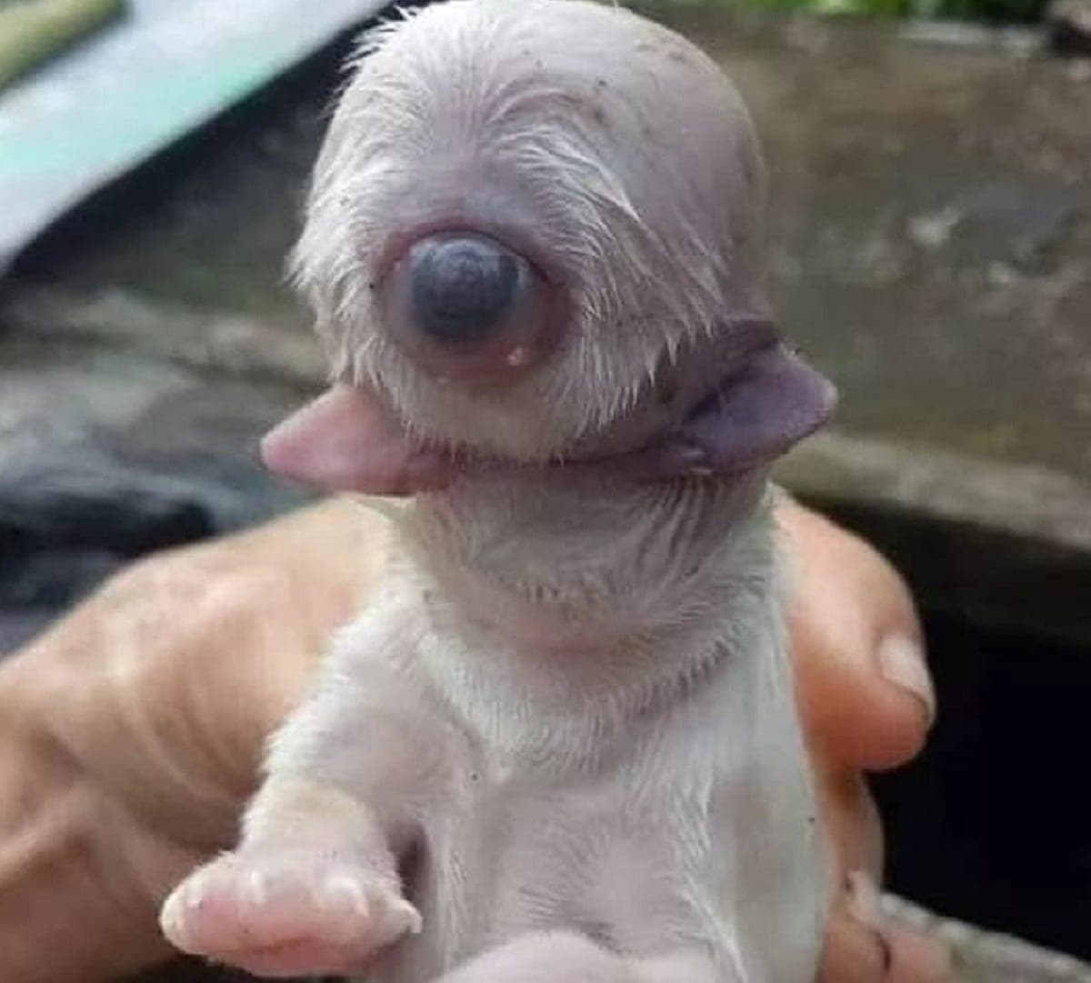 Pequeño cachorro “Cíclope” nace con un solo ojo, dos lenguas y sin nariz