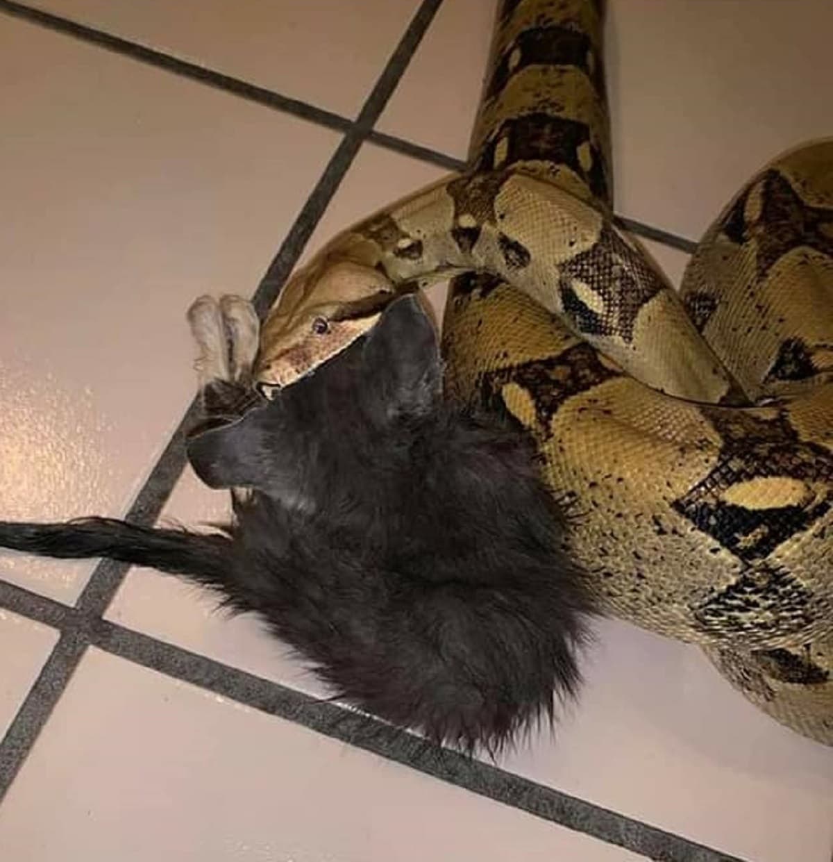 ¡Cuidado al dar animales en adopción! Playense da de comer un gato a su serpiente