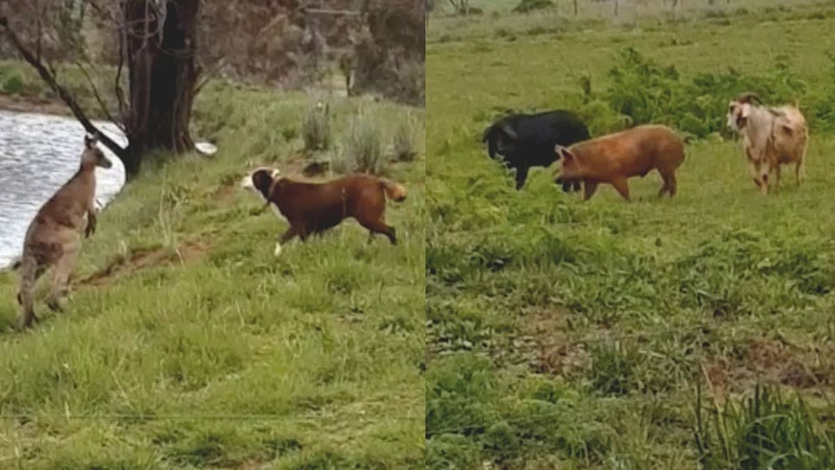 Video viral: Perro se pelea con canguro, mientras cabra intenta montar a dos cerdos