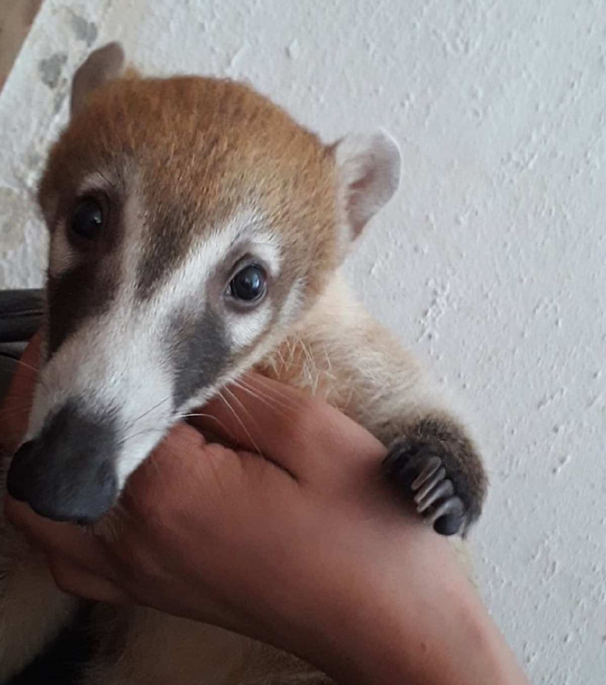 Ciudadanos adoptan animales silvestres; los abandonan al no saber qué hacer con ellos