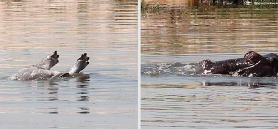 Video: Captan primer video de un hipopótamo llorando la muerte de su cría