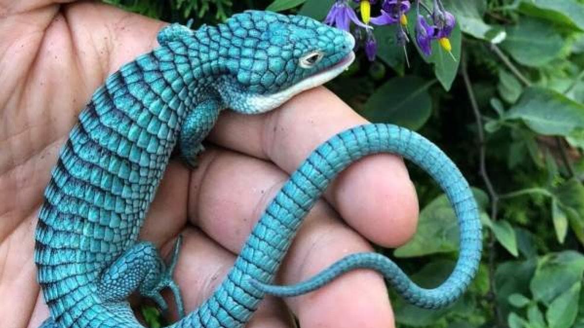 Rescatan seis ejemplares de dragoncitos envueltos en una media que pretendían enviar para Alemania
