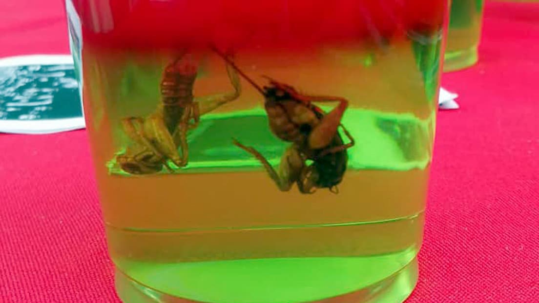 Postres con insectos, la nueva tendencia para incentivar su consumo en el mundo