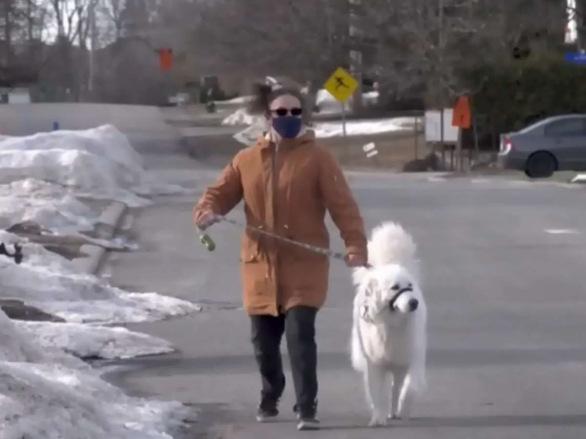 Perrito para el tránsito para salvar a su dueña que se había desmayado en la calle