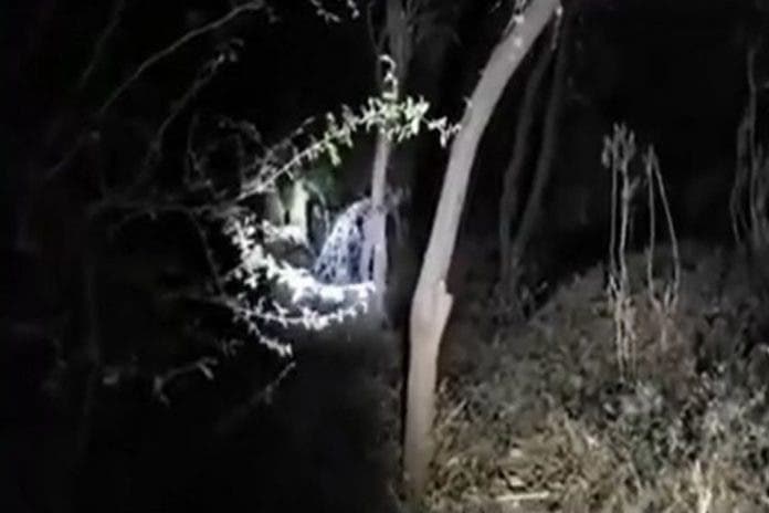 Video: Amigos se sorprenden y a apedrean a 'supuesta bruja' en un bosque mexicano