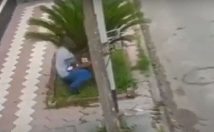 VIDEO: ¡De película! Ladrón intenta esconderse entre una palmera para evadir a la policía, igual lo atrapan
