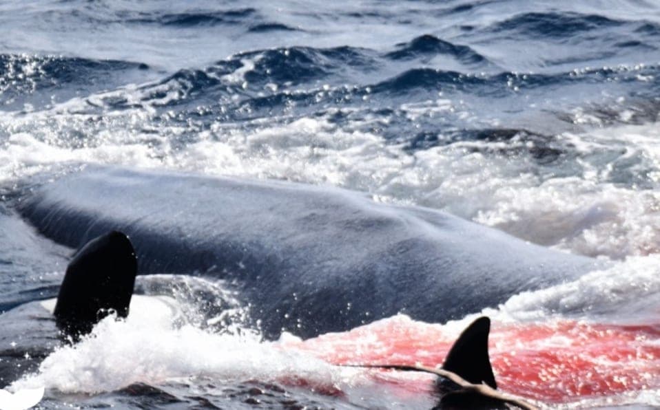 VIDEO: 70 orcas acorralan a ballena azul gigante para devorarla