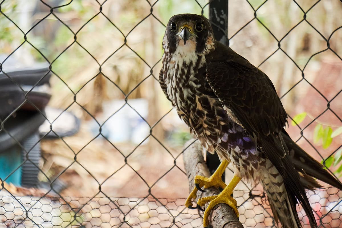 Continúa Subdirección de Ecología con la protección de fauna silvestre en Cozumel