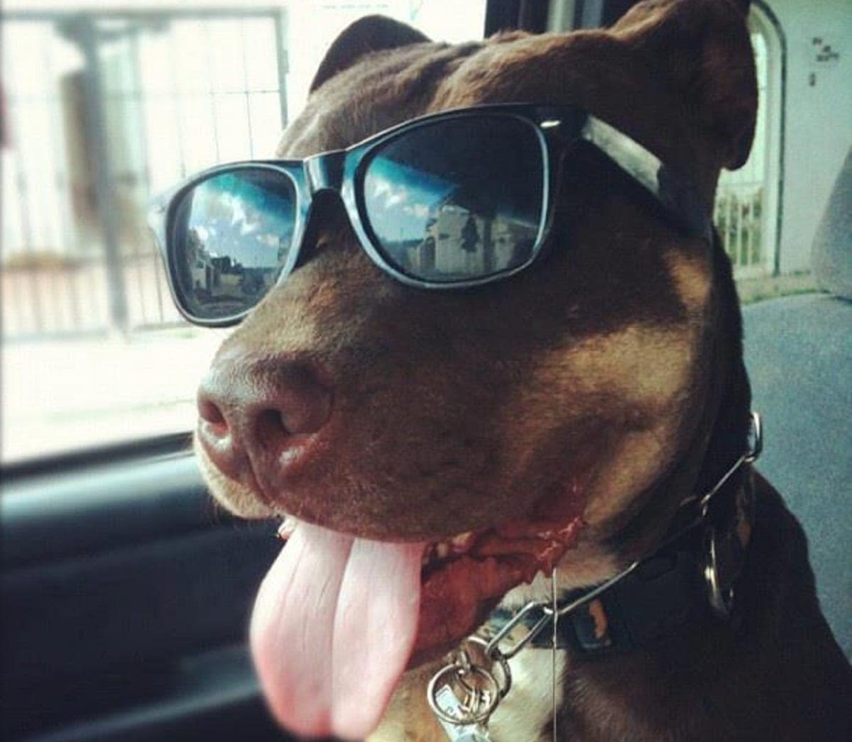 Muere el Chino Pimentel, pitbull rescatado y embajador del santuario Tierra de Animales