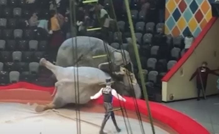 Video: Elefantes se pelean en función repleta de gente, público sale huyendo