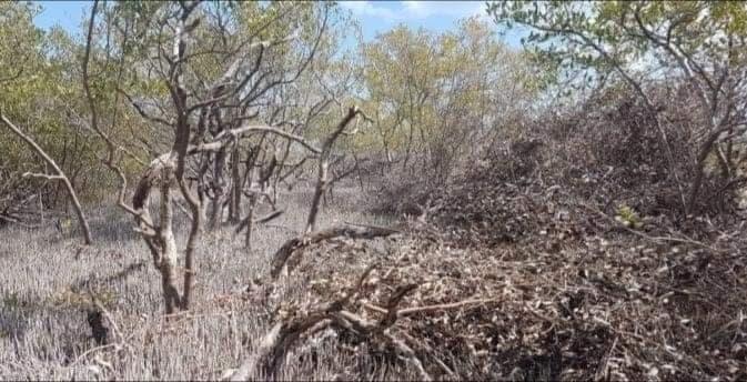 Denuncian nuevo ecocidio en Holbox