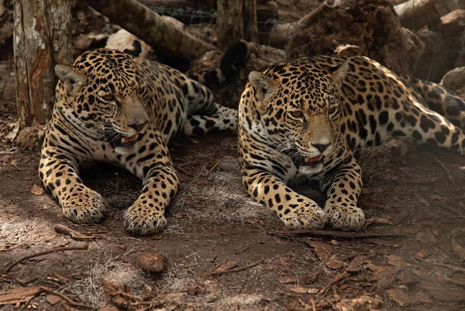 Regresan a su hogar en la selva a las jaguares rescatadas en 2016, Celestún y Nicté-ha