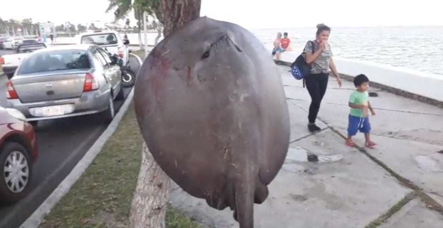 Chetumal: Exhiben en el Palacio de Gobierno a una mantarraya hasta desangrarse