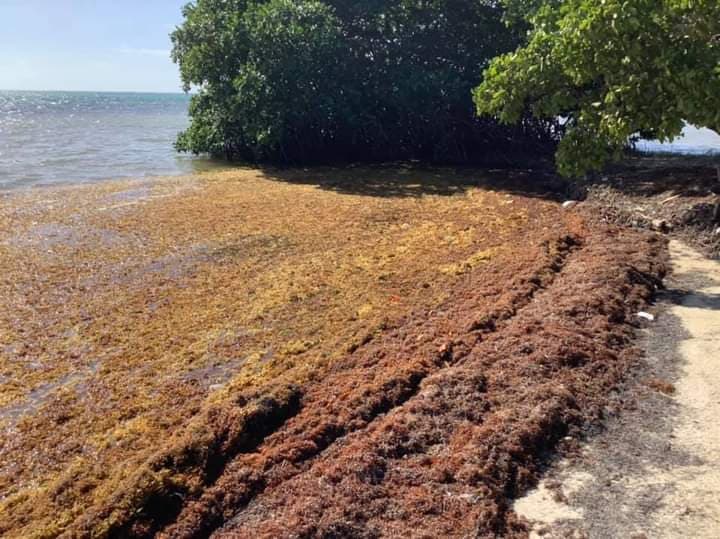 Recale masivo de sargazo tiene a 46 playas de Q.Roo en semáforo rojo