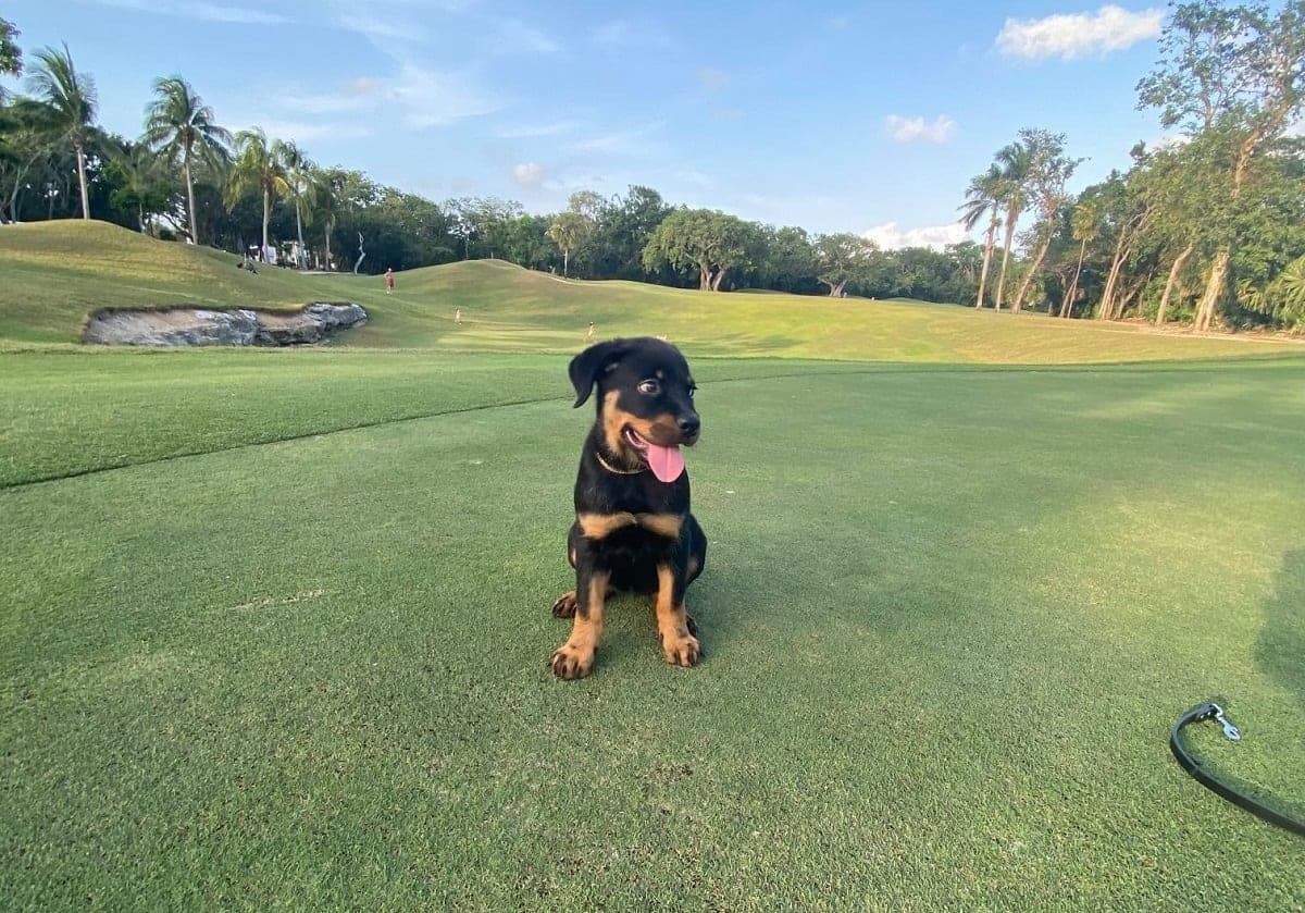 Intentan robarse a perrita frente a su dueña en Playacar