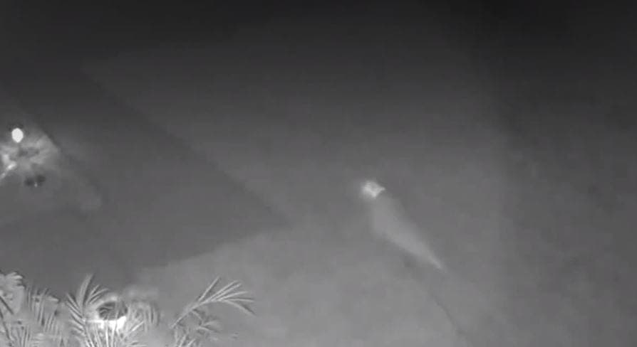 Video: ¿Será cierto? Mujer en Florida asegura ver a un bebé dinosaurio en su patio
