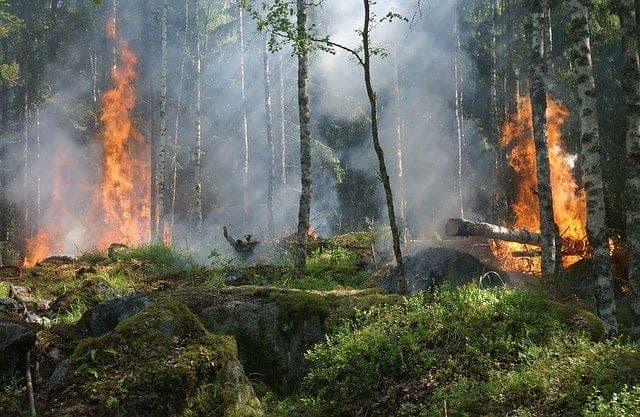 100 mil hectáreas de bosque se han calcinado en México por incendios forestales