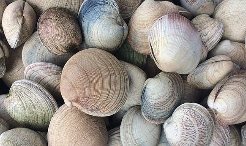 Investigadores detectan la presencia de coronavirus en las almejas