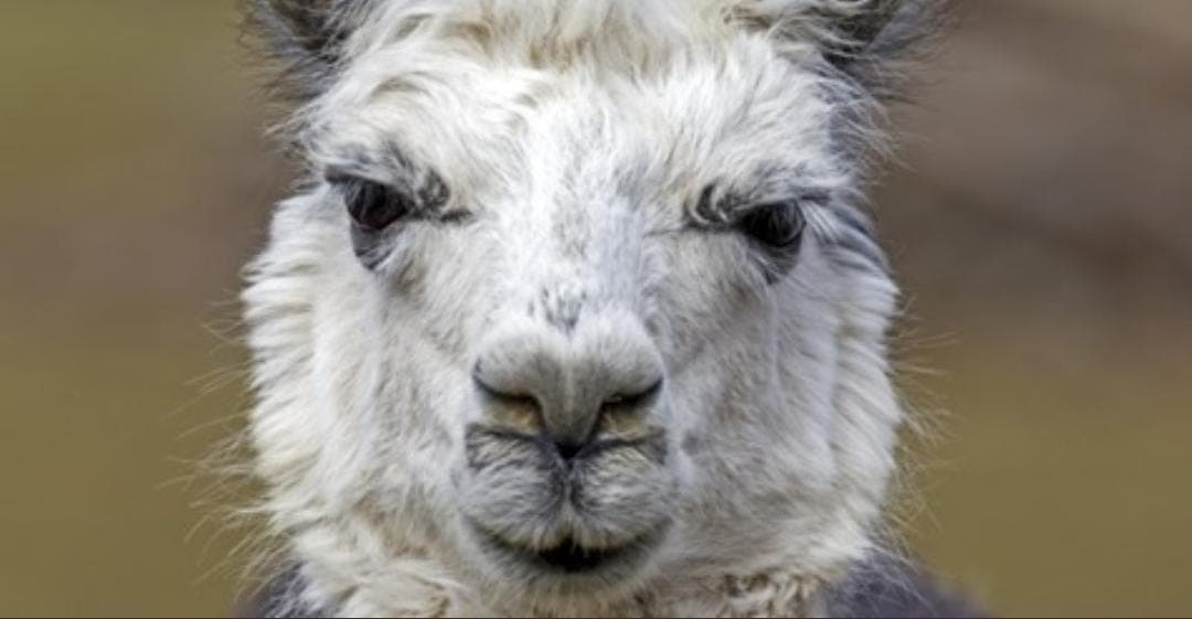 Anticuerpos de la alpaca podrían servir contra algunas variantes del Covid-19
